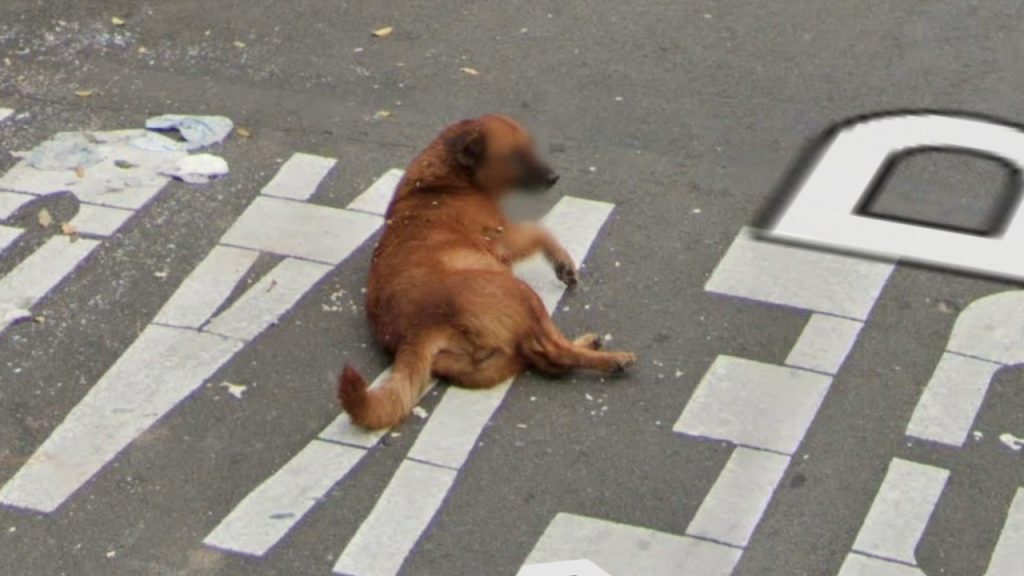 (May 28 / 18:00) ACCIDENTAL ANIMALS